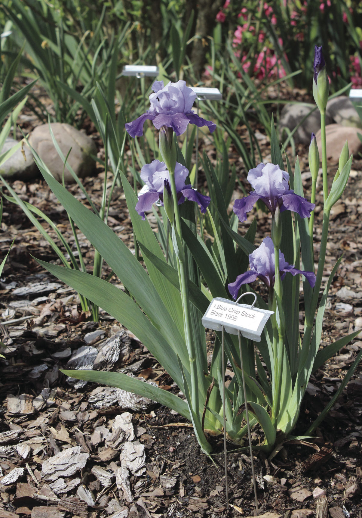 Iris